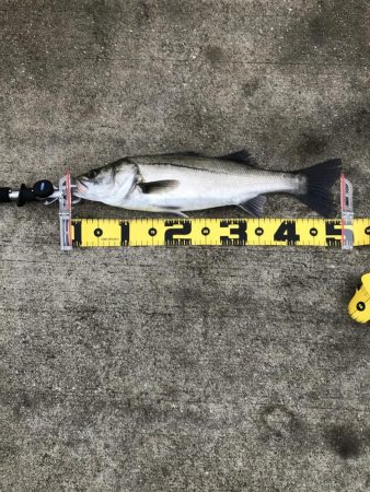 朝マズメのシーバス