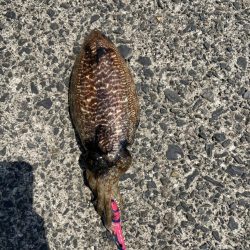 昼間にコウイカつり