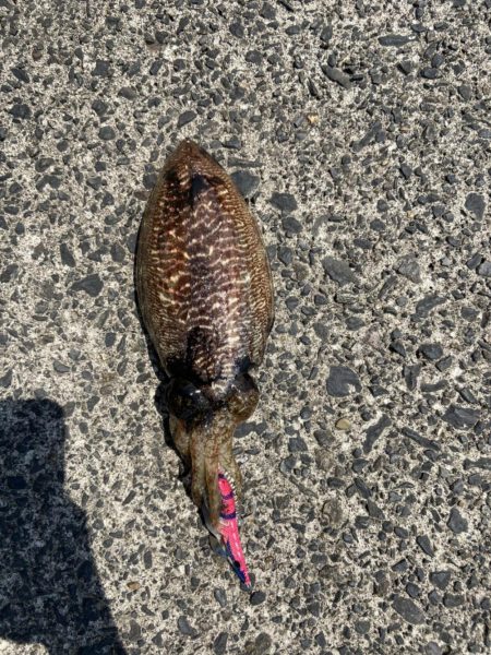 昼間にコウイカつり