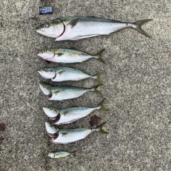 青物ラッシュ!!神戸沖堤防にて