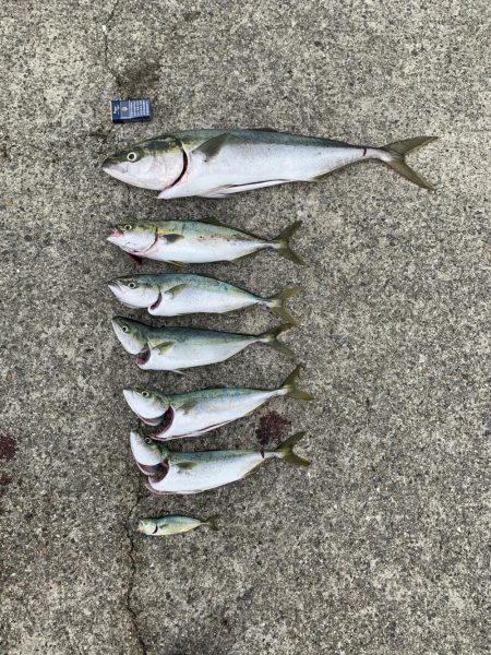 青物ラッシュ!!神戸沖堤防にて