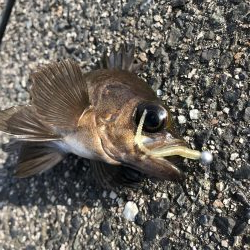 久々のアジング