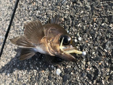 久々のアジング