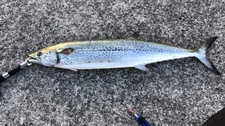 青物ゲーム開幕