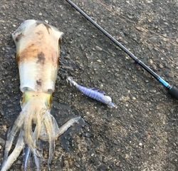 仕事後のエギング