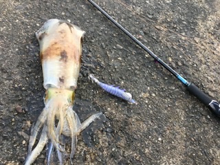 仕事後のエギング