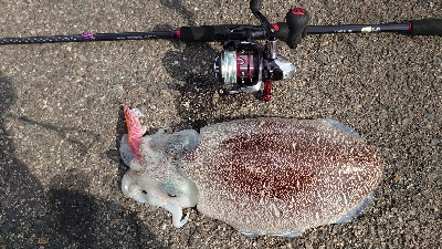 キロアップ紋甲イカ