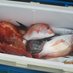 鯛、アラ、カサゴ、黒ムツ　釣れたよ(^^♪