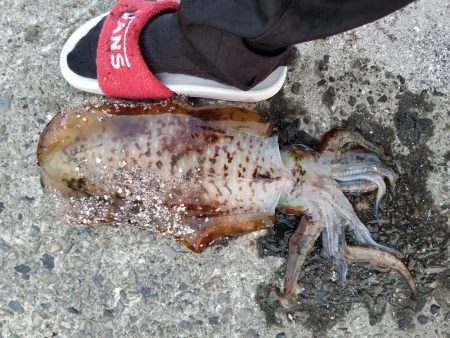 久しぶりのキロアップ!