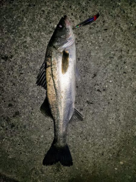 シーバスナイトゲーム