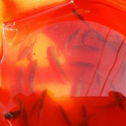 近所の水路で入れ食いを楽しむ(2)