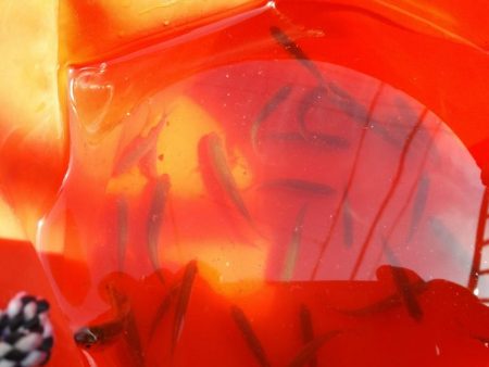 近所の水路で入れ食いを楽しむ(2)