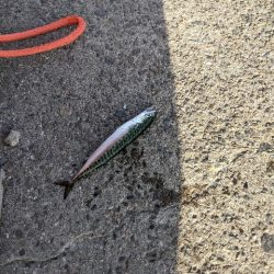 ジグサビキで小サバが大量！！