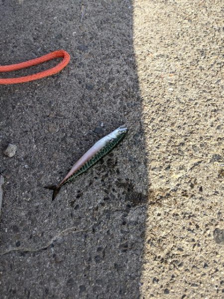 ジグサビキで小サバが大量！！