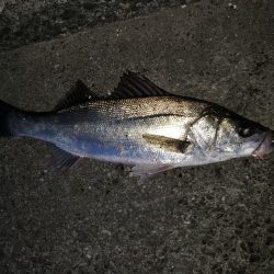 シーバス朝まずめ