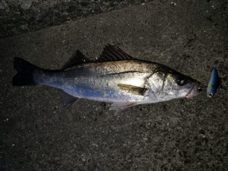 シーバス朝まずめ