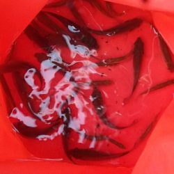 近所の水路で入れ食いを楽しむ(3)