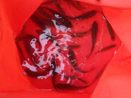 近所の水路で入れ食いを楽しむ(3)