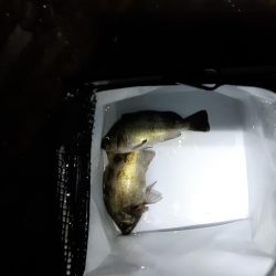 久しぶりのメバリング投稿