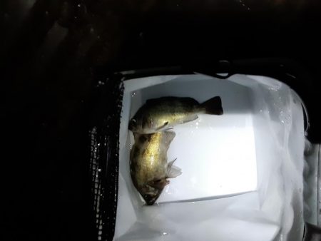 久しぶりのメバリング投稿