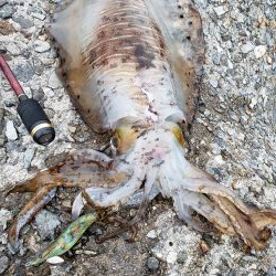 久しぶりエギング