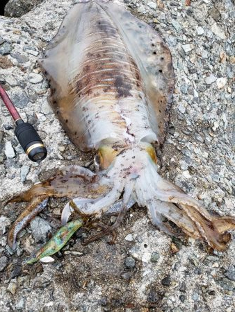 久しぶりエギング