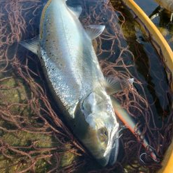 制限解除　久々のサツキマス