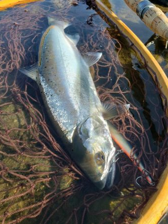 制限解除　久々のサツキマス