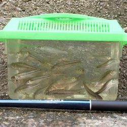 近所の水路で入れ食いを楽しむ(4)