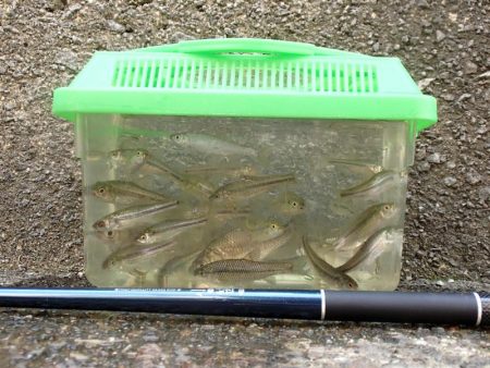 近所の水路で入れ食いを楽しむ(4)