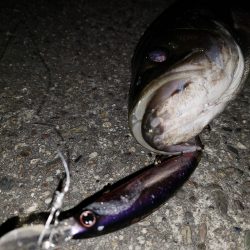 シーバスナイトゲーム