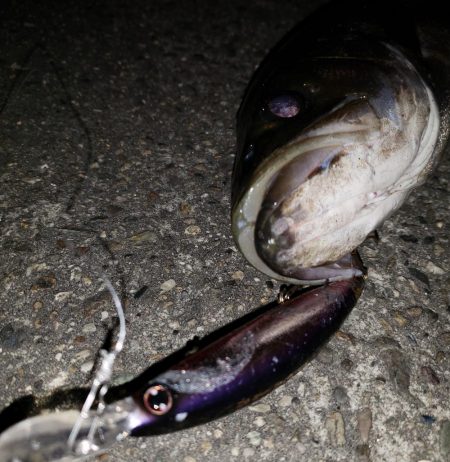 シーバスナイトゲーム