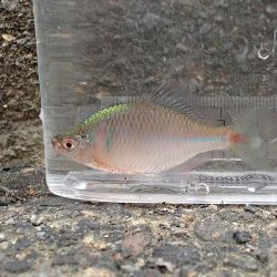 念願のバラタナゴGet!