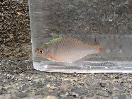 念願のバラタナゴGet!