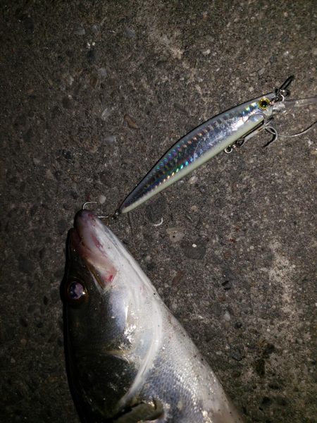 シーバスナイトゲーム+おまけ