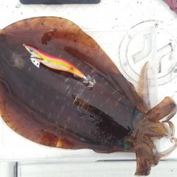 久々マイボートエギング