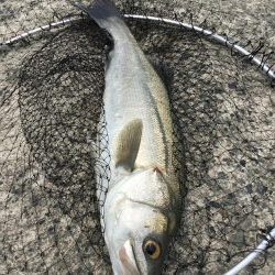 泳がせサイトシーバス