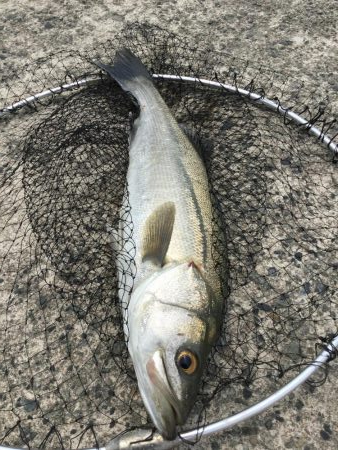 泳がせサイトシーバス