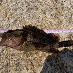 せんなん里海公園カサゴ