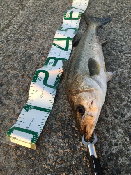 ギリギリ60シーバス