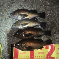 人一杯！メバルはそれなり。