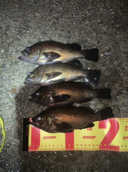 人一杯！メバルはそれなり。