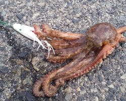 タコ… 早くね?