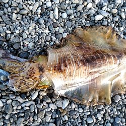 春は、大型が狙えますね！！