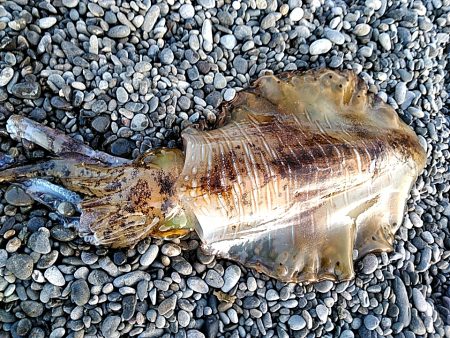 春は、大型が狙えますね！！