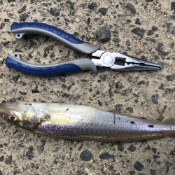 大物はいづこへ