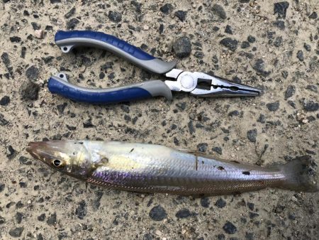 大物はいづこへ