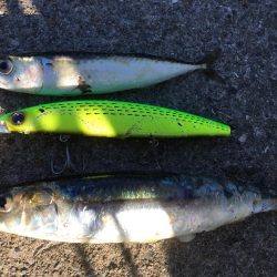 ジャンボイワシ回遊中