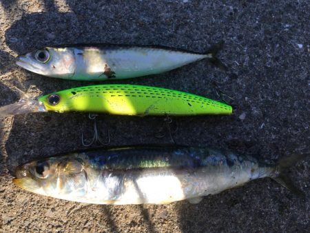 ジャンボイワシ回遊中