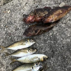 貝塚人工島穴釣り飛ばしサビキショアジギ